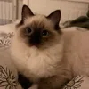 elenakardz