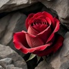 love_rose0555