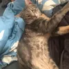 lynxthe.king