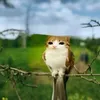 fxdg69