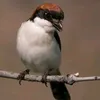 elpajaroverdugo