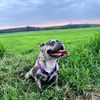 lunafrenchiebulldogfranc