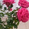 mohamedkamal14_