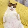nickelsniffer1