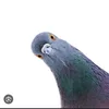 pigeon183771
