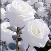 user8858070325048