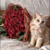shams0294