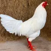 gathai9966