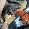 blackcat_onpaws0.0