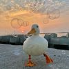 jemmy.736