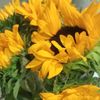sunflower52744