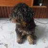 huchinhphm