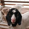 rayyan_goatfarm