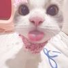 cupcaakessa
