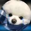 phongsakone.tavis