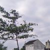 labubuoo0