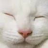 islllit