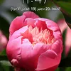 hassan.obtel