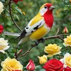 sahar.gasim
