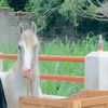 choudhay.awais