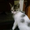 flowers_cantik4