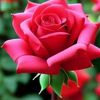 user8425166329187