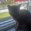 catunicornfc