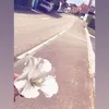 lijana_b0