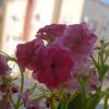 abooora017