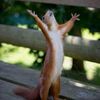 maybe.later.alligatorr