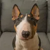 amazingminiz