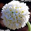 hanaahmed8628