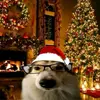 dog_de_natal_por_2_meses