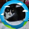 chukomint4