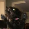 bouncynewt