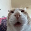 meow_women