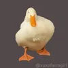 duck_vo_tri1