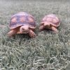rocky_and_rubble