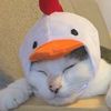 mycatisabigback_lol