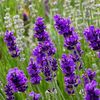 lavender1557