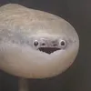 _bum..szakalaka_