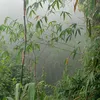 khoandautu8386