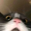 rngawllm