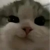 aiyuchzfb8