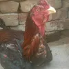 hananbhatt46
