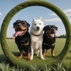 roxy.jenna.trixie