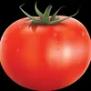 tomato_freaks_