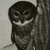 ls_s_0