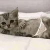 fashion_cat6