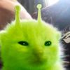 kitty34678